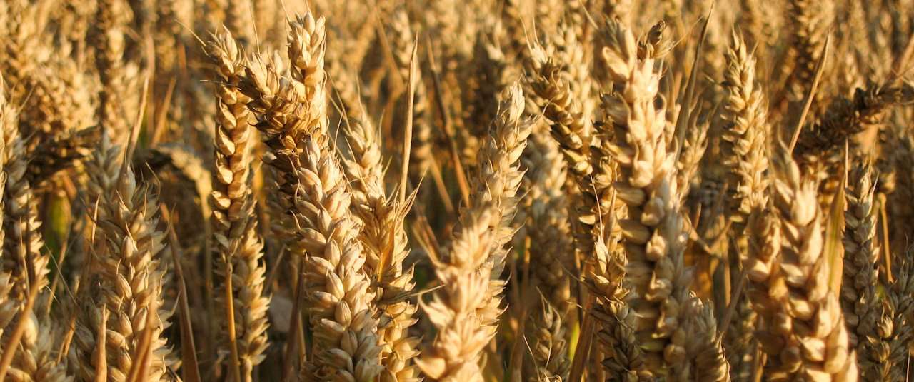 Who receives EU farm subsidies?
